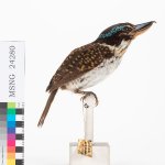 Martin pescatore beccouncinato; esemplare della serie tipica